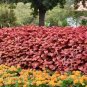 Fire Red Coleus Seeds Herb Ornamental Plants 400 Seeds