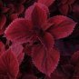 Fire Red Coleus Seeds Herb Ornamental Plants 400 Seeds