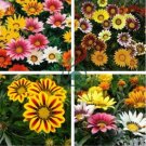 Mixed 6 Colors of Gorgeous Gazania Rigens 200 Seeds