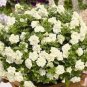 Petunia Seeds Purple White Green Damask Big Double Flowers 200 Seeds