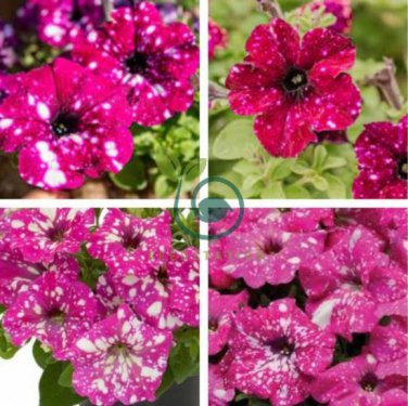 Petunia Seeds Rose Pink Big Flowers with White Spots 600 Seeds