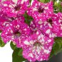 Petunia Seeds Rose Pink Big Flowers with White Spots 600 Seeds
