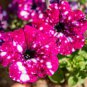 Petunia Seeds Rose Pink Big Flowers with White Spots 600 Seeds
