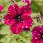 Petunia Seeds Rose Pink Big Flowers with White Spots 600 Seeds