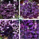 Purple Oxalis Seeds Wood Sorrel Flowers 200 Seeds