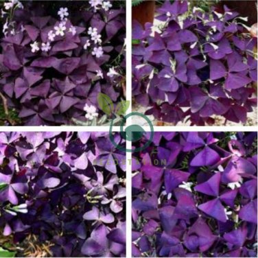 Purple Oxalis Seeds Wood Sorrel Flowers 200 Seeds