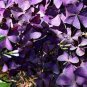 Purple Oxalis Seeds Wood Sorrel Flowers 200 Seeds
