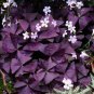 Purple Oxalis Seeds Wood Sorrel Flowers 200 Seeds