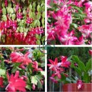 Rainbow Zygocactus Truncatus 200 Seeds