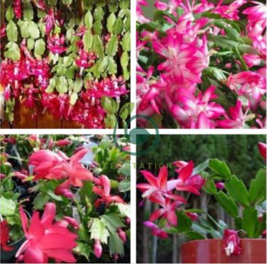 Rainbow Zygocactus Truncatus 200 Seeds