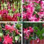 Rainbow Zygocactus Truncatus 200 Seeds