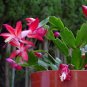 Rainbow Zygocactus Truncatus 200 Seeds
