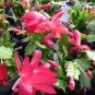 Rainbow Zygocactus Truncatus 200 Seeds