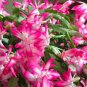Rainbow Zygocactus Truncatus 200 Seeds