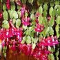 Rainbow Zygocactus Truncatus 200 Seeds