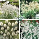 Bunny Tails Lagurus Ovatus 40 Seeds