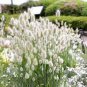 Bunny Tails Lagurus Ovatus 40 Seeds