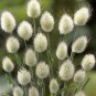 Bunny Tails Lagurus Ovatus 40 Seeds