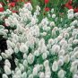 Bunny Tails Lagurus Ovatus 40 Seeds