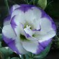 Eustoma Bonsai Seeds Mixed Colors Bonsai Perennial Flowering Plants 200 Seeds