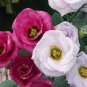 Eustoma Bonsai Seeds Mixed Colors Bonsai Perennial Flowering Plants 200 Seeds