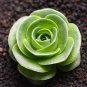 Green Greenovia Aurea 20 Seeds