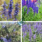 Beautiful Blue Sage 60 Seeds