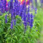 Beautiful Blue Sage 60 Seeds