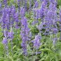 Beautiful Blue Sage 60 Seeds