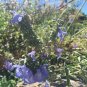 Beautiful Blue Sage 60 Seeds