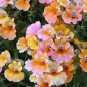 Nemesia Strumosa Flower 60 Seeds