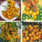 Trusses Ildi Yellow Cherry Tomato 200  Seeds