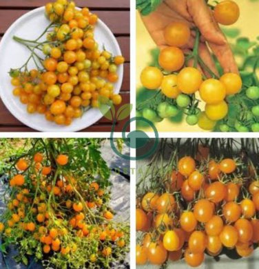 Trusses Ildi Yellow Cherry Tomato 200  Seeds