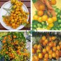 Trusses Ildi Yellow Cherry Tomato 200  Seeds