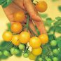 Trusses Ildi Yellow Cherry Tomato 200  Seeds