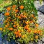 Trusses Ildi Yellow Cherry Tomato 200  Seeds