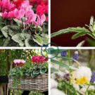 6 Types Cyclamen Flowers 420 seeds