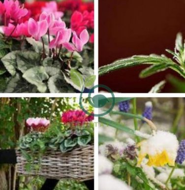 6 Types Cyclamen Flowers 420 seeds