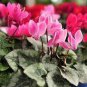 6 Types Cyclamen Flowers 420 seeds