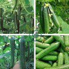 Sweet and Succulent Dutch Cucumber 12 Seeds