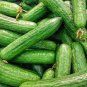 Sweet and Succulent Dutch Cucumber 12 Seeds