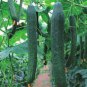 Sweet and Succulent Dutch Cucumber 12 Seeds