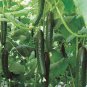 Sweet and Succulent Dutch Cucumber 12 Seeds