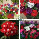 Perennial Multicolor Verbena 120 Seeds