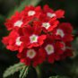 Perennial Multicolor Verbena 120 Seeds