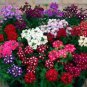 Perennial Multicolor Verbena 120 Seeds