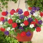 Perennial Multicolor Verbena 120 Seeds