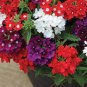 Perennial Multicolor Verbena 120 Seeds