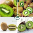 Mini Small Middle Large Chinese Gooseberry Kiwifruit Organic + Hybrid 100 Seeds