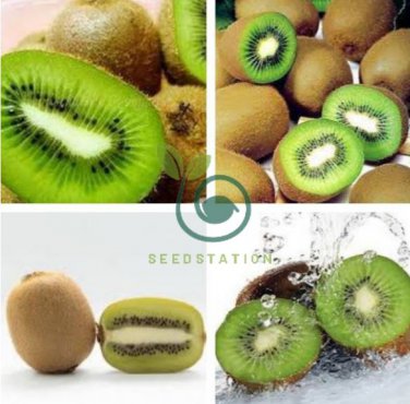 Mini Small Middle Large Chinese Gooseberry Kiwifruit Organic + Hybrid 100 Seeds